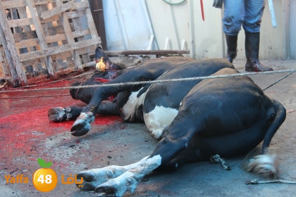 ada7y 116 n1 (42).JPG